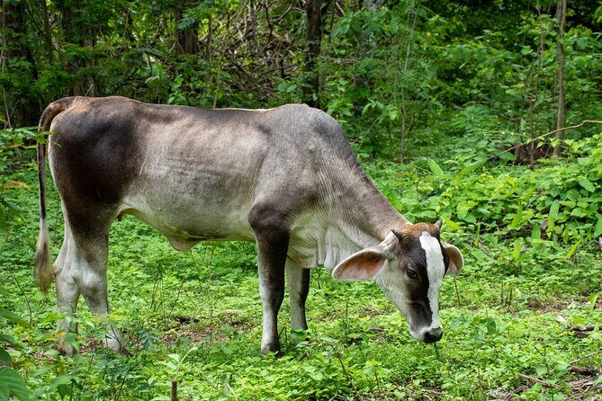 4-Hour Private Guided ATV Tour in Costa Rica - Why You’ll Love This Tour