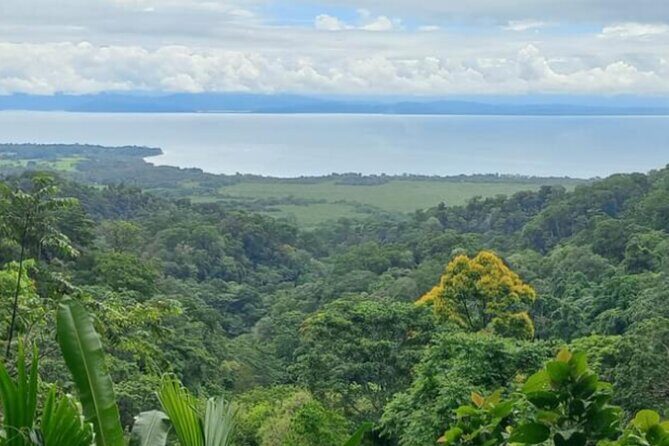 4 Hour Private Guided Tour in Osa Jungle - Key Points