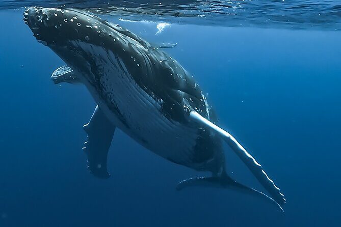 4 Hour Private Humpback Whales Encounter in Moorea - An in-depth look at the Moorea humpback whale experience