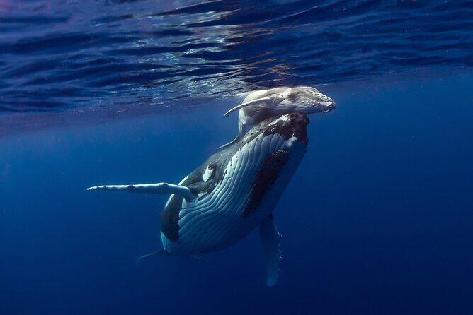 4 Hour Private Humpback Whales Encounter in Moorea - Final thoughts: Who is this tour best for?
