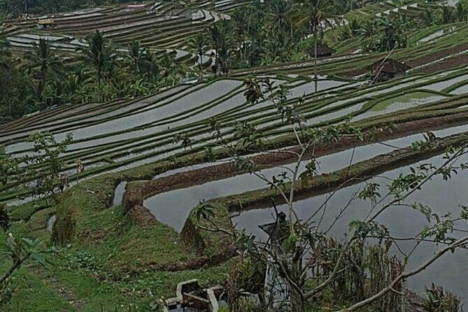4-Hour Private Tour in Jatiluwih Terraces and Butterfly Park - The Sum Up