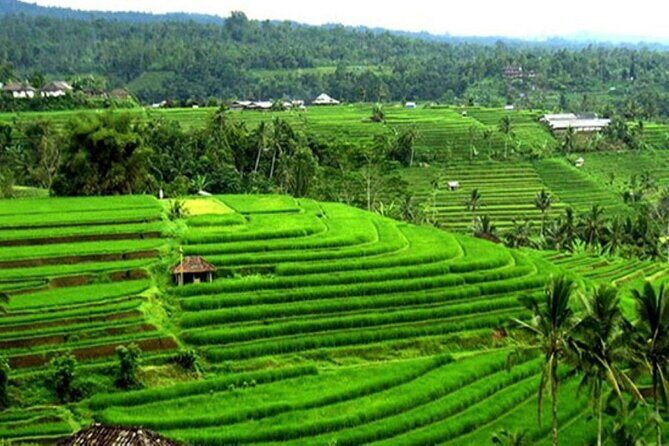 4-Hour Private Tour in Jatiluwih Terraces and Butterfly Park - FAQ