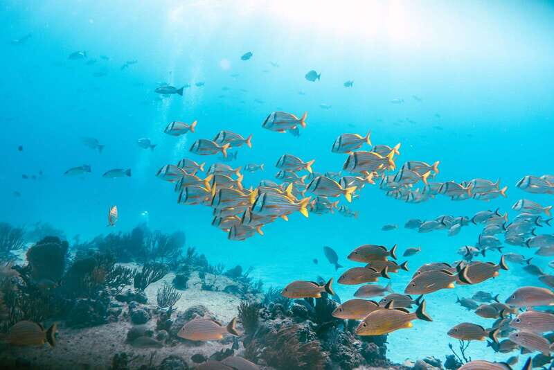 *4-Hour Roqueta Island Snorkeling, out of the Bay Experience - Key Points