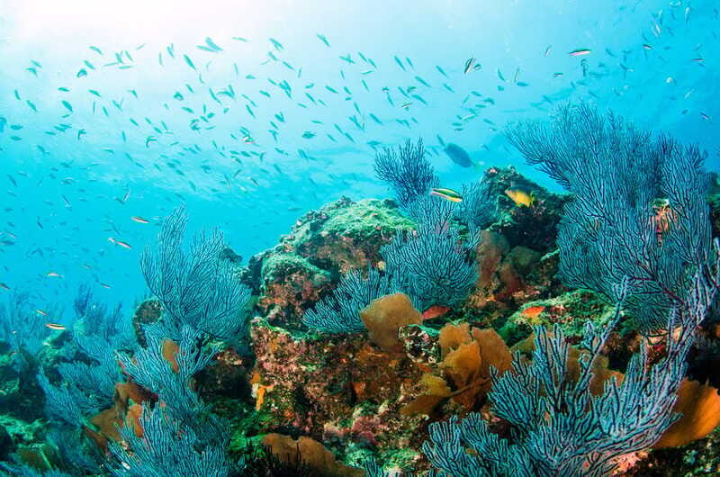 *4-Hour Roqueta Island Snorkeling, out of the Bay Experience - Frequently Asked Questions (FAQs)