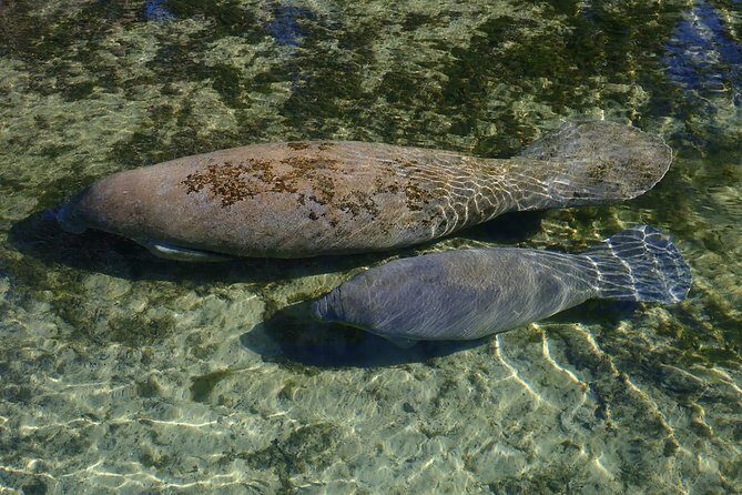 4 Hour Single Kayak Rental In Crystal River, Florida - FAQs