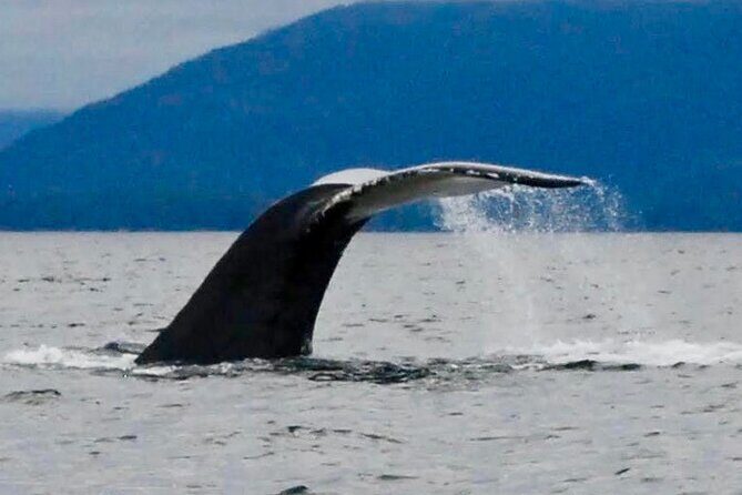 4 Hour Sitka Eco-Friendly Catch & Release Private Fishing Charter - FAQs