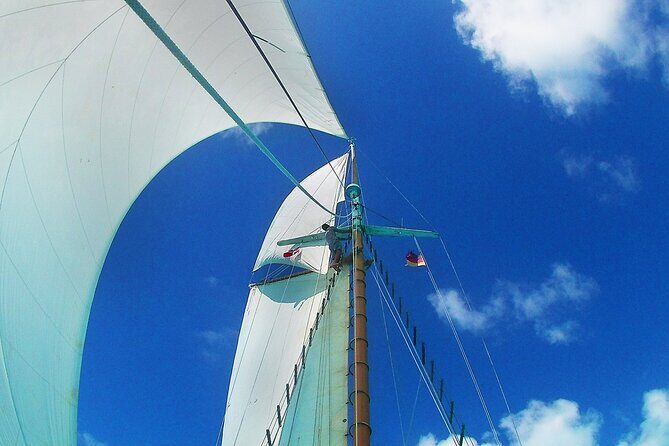 4-hour snorkel cruise to Underwater Sculptures with boat dogs - Frequently Asked Questions