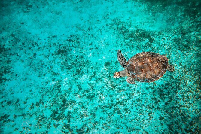 4 Hour Snorkeling Tour in Cozumel - FAQs