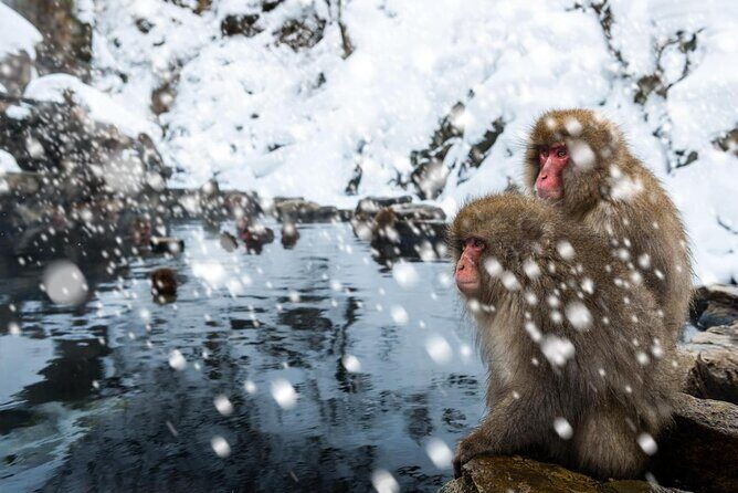 4-hour Snow Monkey Park Tour, From/To Tokyo, 2-12 guests - Key Points