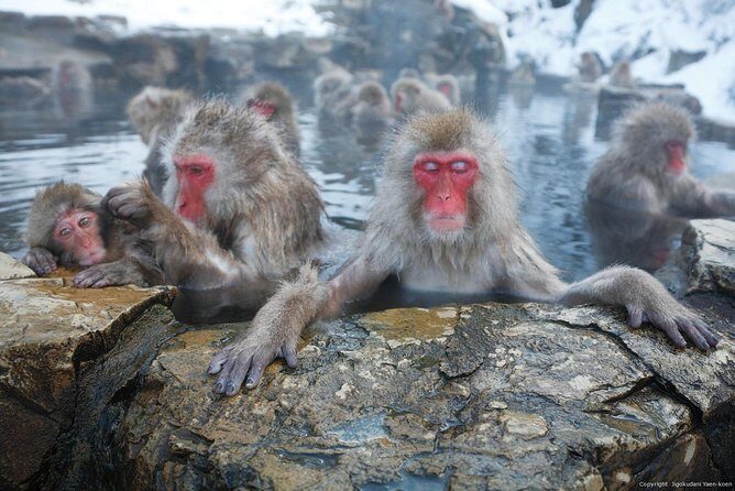 4-hour Snow Monkey Park Tour, From/To Tokyo, 2-12 guests - Analyzing the Value and Practicalities