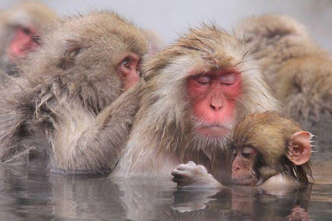 4-hour Snow Monkey Park Tour, From/To Tokyo, 2-12 guests - Frequently Asked Questions