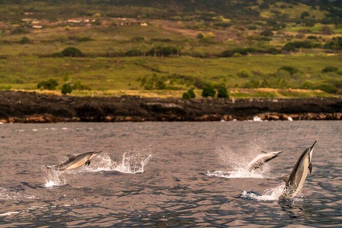 4 Hour Super-Raft Snorkeling Experience in Kailua-Kona - Who Should Consider This Tour?