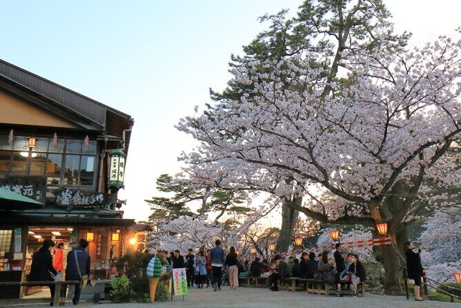 4 Hour Unique Kanazawa Cherry Blossom Sakura Private Experience - A Closer Look at the 4-Hour Private Cherry Blossom Tour in Kanazawa
