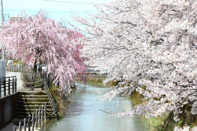 4 Hour Unique Kanazawa Cherry Blossom Sakura Private Experience - Final Thoughts