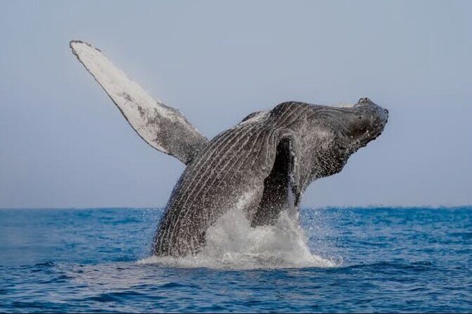 4-hour whale watching in magical Mazatlan - A Detailed Look at the Mazatlan Whale Watching Experience