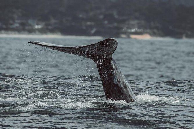 4 Hour Whale Watching Tour From Monterey - Key Points
