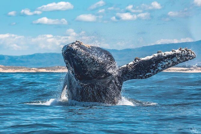 4 Hour Whale Watching Tour From Monterey - Practical Tips for a Smooth Trip