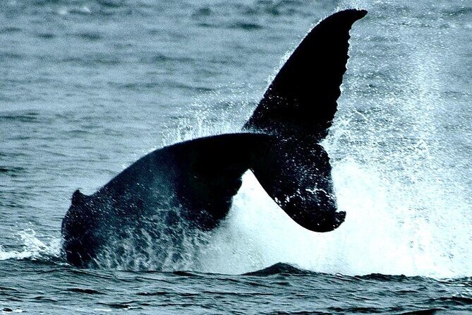 4-Hour Wildlife and Coastal Tour in Juneau, Alaska - An In-Depth Look at the 4-Hour Wildlife and Coastal Tour