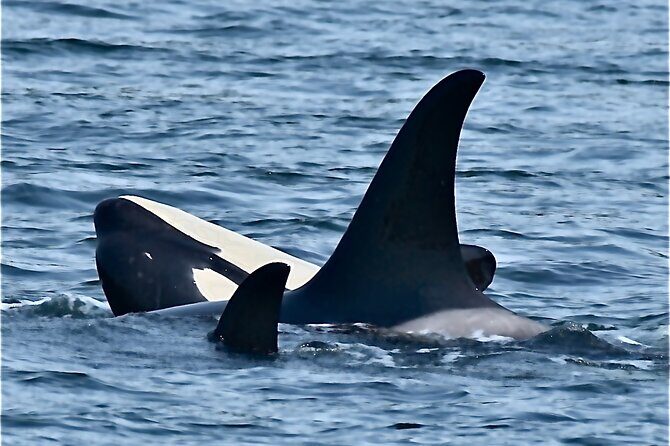 4-Hour Wildlife and Coastal Tour in Juneau, Alaska - FAQ