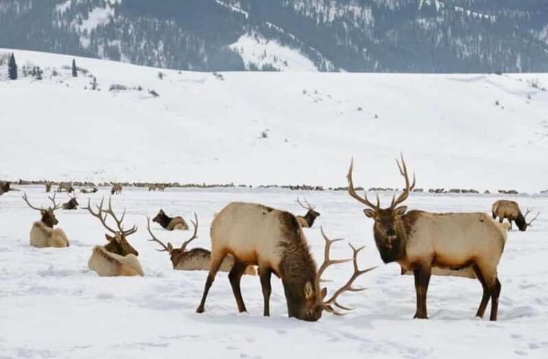 4 Hour Wildlife Safari in Grand Teton National Park - Why This Tour Works for Different Travelers