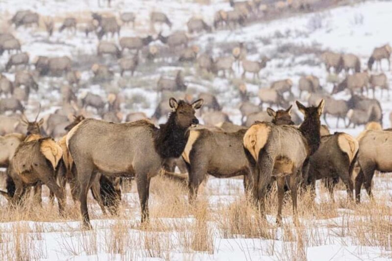 4 Hour Wildlife Safari in Grand Teton National Park - Frequently Asked Questions