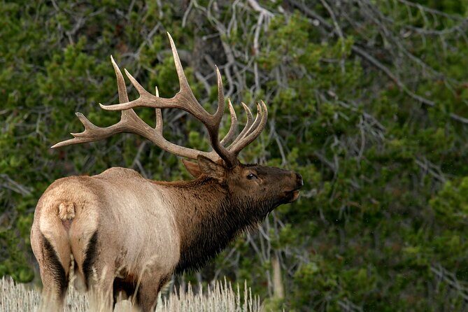 4 Hour Wildlife Safari in Grand Teton National Park - Key Points