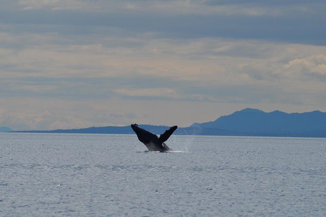 4 hour Zodiac Whale and Wildlife Tour - An In-Depth Look at the 4-Hour Zodiac Whale and Wildlife Tour