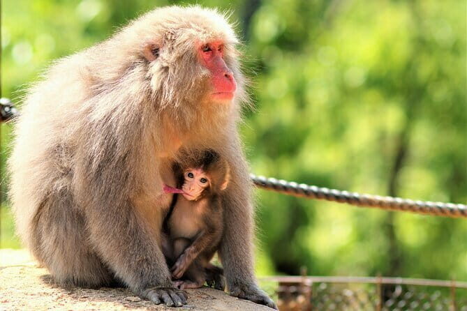 4 Hours Arashiyama and Arashiyama Monkey Park Tour - FAQ
