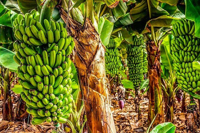 4 Hours Eco Safari Tour with Electric Car in Tenerife - Key Points