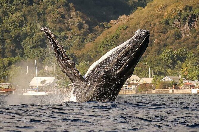 4 Hours of Humpback Whale Watching in Tahiti - Discover the Majesty of Humpback Whales in Tahiti: A 4-Hour Adventure