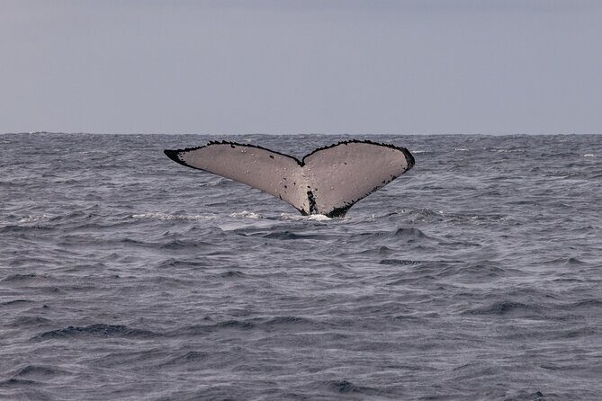 4 Hours of Humpback Whale Watching in Tahiti - Why This Tour Offers Good Value