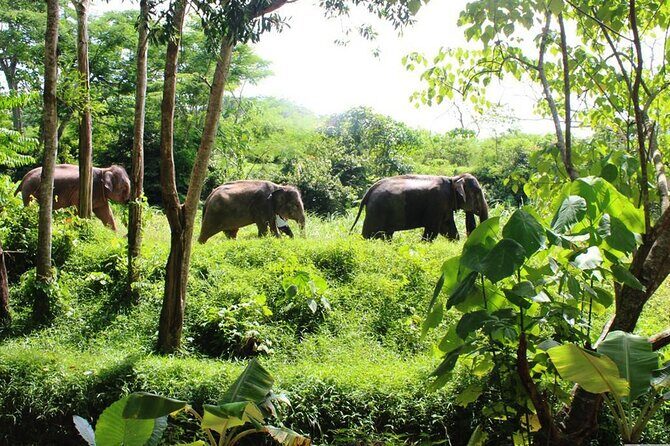 4-Hours Phuket Ethical Elephant Sanctuary Tour with Lunch - Key Points