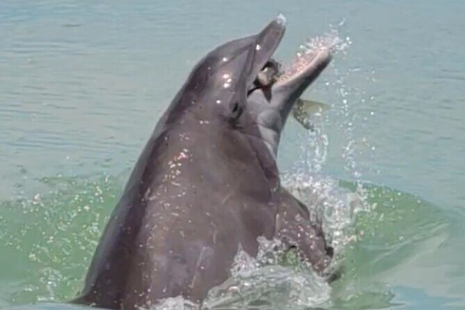 4 hours Private Eco Boat Tour Wildlife and Nature around islands - A Deep Dive into the Experience