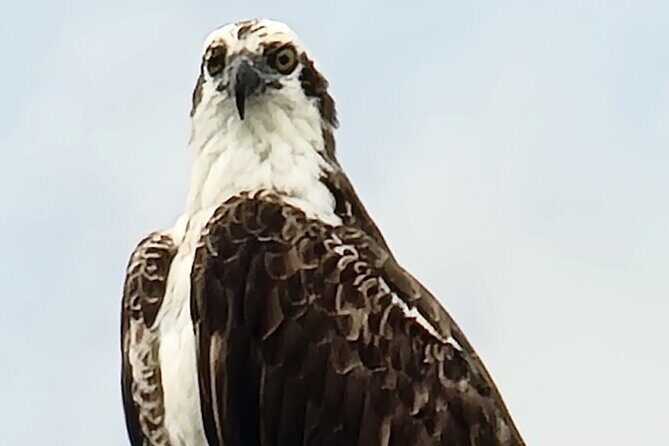 4 hours Private Eco Boat Tour Wildlife and Nature around islands - FAQ