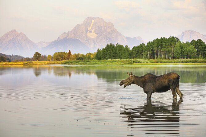 4 Hours Private Sunrise Breakfast Wildlife Safari - Exploring the 4 Hours Private Sunrise Breakfast Wildlife Safari