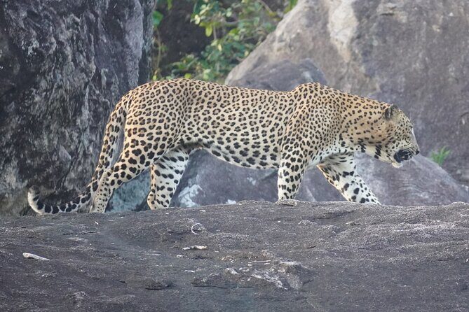 4 Hours Private Yala Safari Day Tour - Key Points