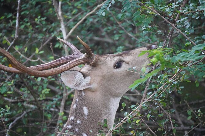 4 Hours Private Yala Safari Day Tour - The Value of the Experience