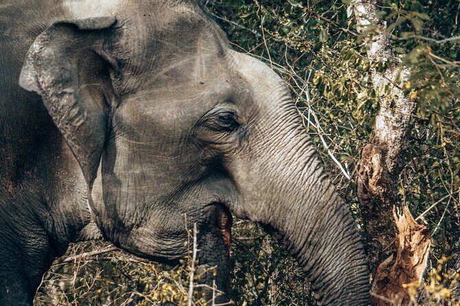 4 Hours Private Yala Safari Day Tour - Who Should Book This Tour?