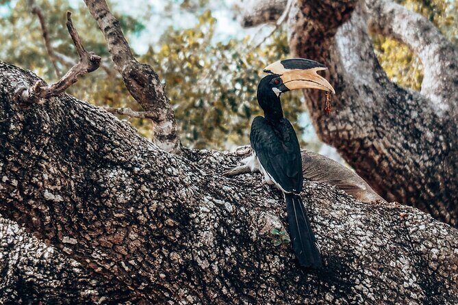 4 Hours Private Yala Safari Day Tour - The Sum Up: The Best of Sri Lanka’s Wildlife in a Compact Package