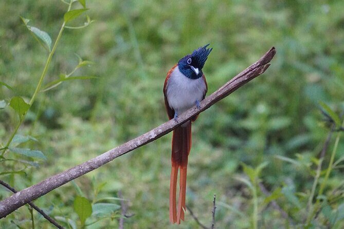 4 Hours Private Yala Safari Day Tour - FAQ