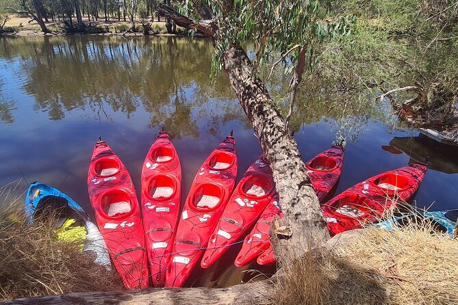 4 Hours Swan Valley Kayak, Wine & Dine Experience - A Deep Dive into the Experience