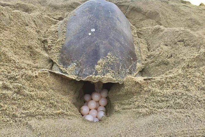 4 in 1 Tour - Mazunte, Cacao Factory, La Ventanilla National Park & Turtle Spawn - Frequently Asked Questions