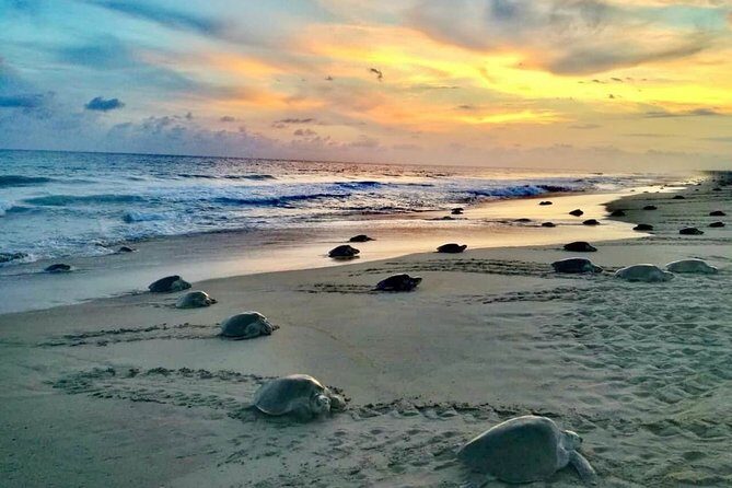 4-in-1 Tour - Mazunte,Cacao Factory, La Ventanilla & Turtle Spawn - A Day in Oaxacas Coastal Charm: The 4-in-1 Tour of Mazunte, Cacao, La Ventanilla, and Turtles