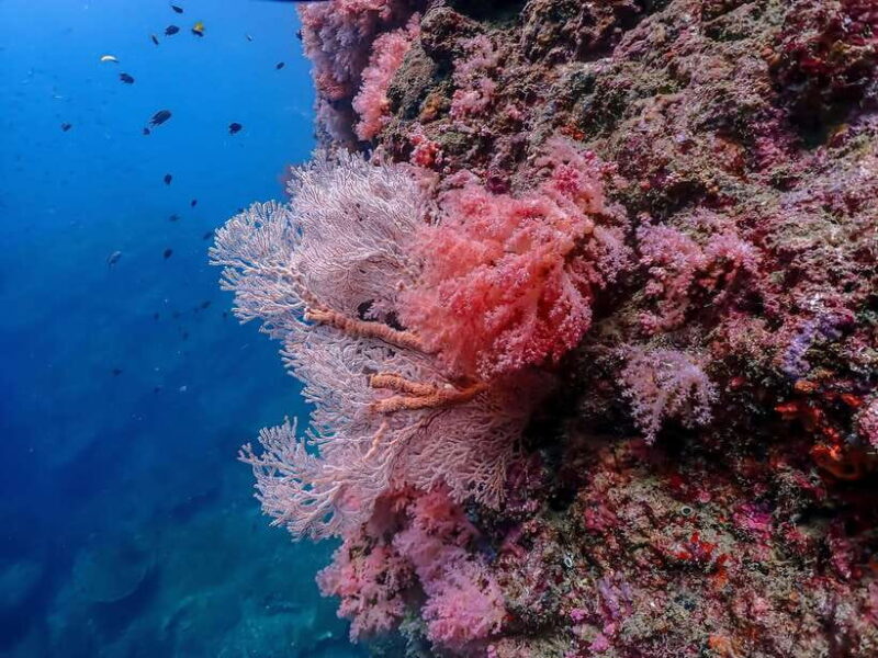 4-Island Tour from Koh Lanta to Koh Kradan with Beach Lunch - Authentic Experiences and Practical Details