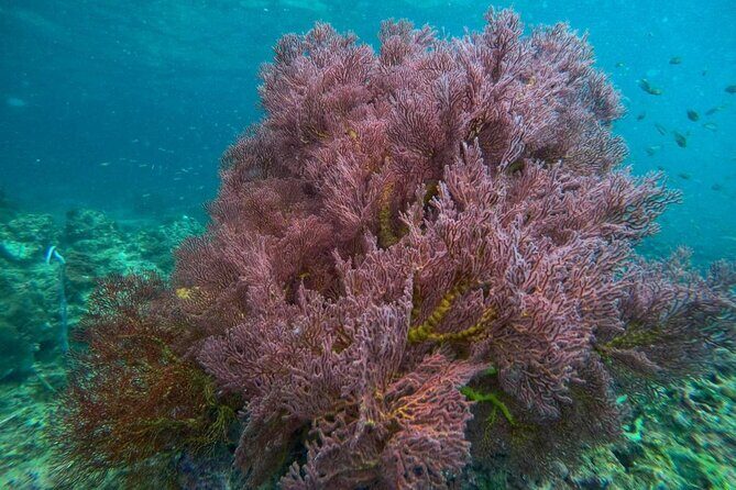 4-Island Wonders: Emerald Cave&Koh Kradan Day Tour by Opal Travel - Practical Considerations and Tips