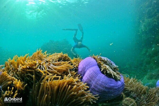 4 Islands & 2 Reefs - Discovery Snorkeling & Relaxing (MAX 12) - Exploring Phu Quoc’s Underwater Wonders with OnBird’s Small-Group Snorkeling Tour