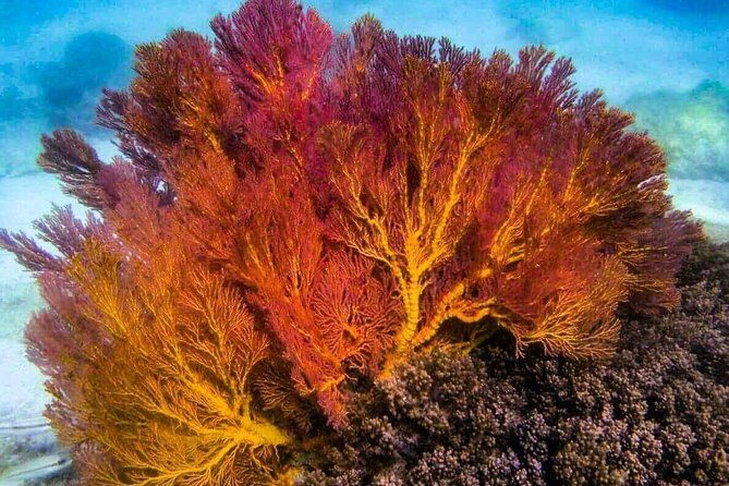 4 Islands Sunset + Plankton by Speedboat - Small Group of 12 - Frequently Asked Questions