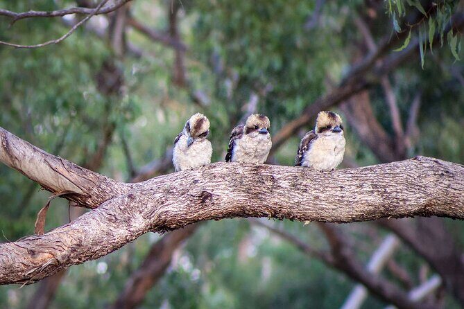 4 Night Murray River Explorer - PS Emmylou - Final Thoughts