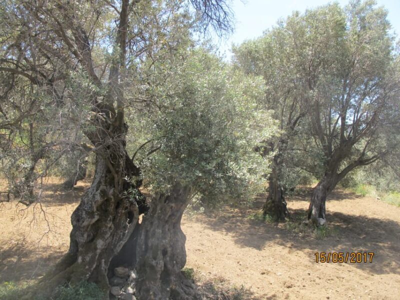 4 Senses Half Day tour : A journey in Naxian culture - Final Thoughts