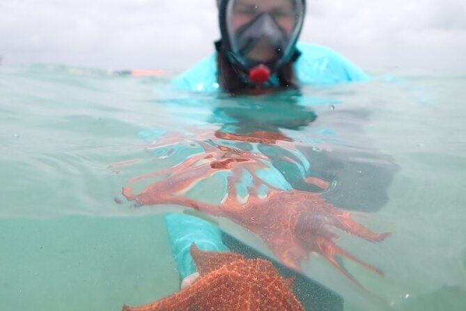 4-Stop Stingray, Snorkel, Star Fish & 7 Mile Beach (Family Owned) - The Experience: Pros and Cons